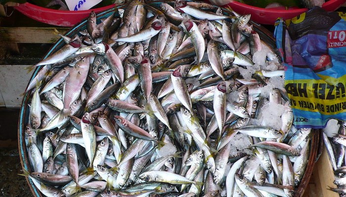 捕鱼权,份额,共同渔业政策,海域,鳕鱼,贸易,硬边界,渔民