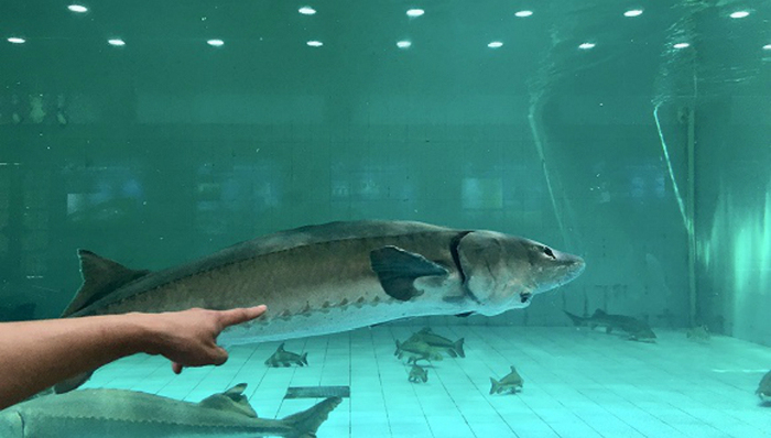 抢救,中华鲟,保护,水中大熊猫,上海市人大,