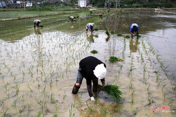 今日芒种：努力耕耘当下 静待五谷丰登