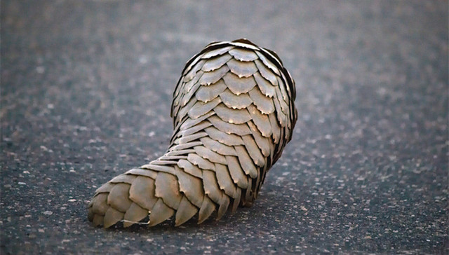 穿山甲，一级保护动物，保护动物名录