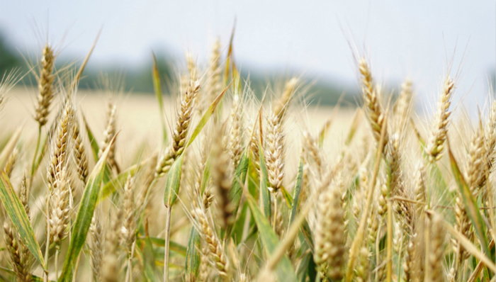新冠肺炎,疫情防控,粮食安全