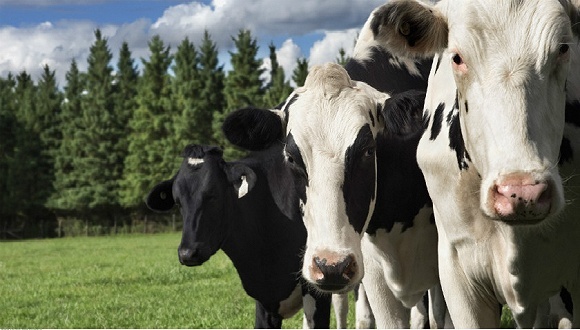 新希望,Kilcoy,澳大利亚进口牛肉