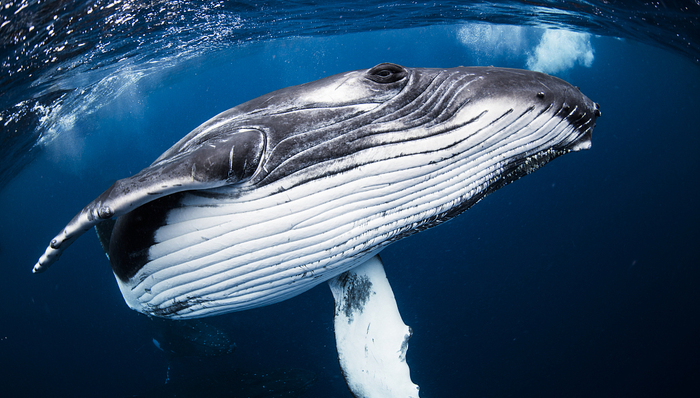 外资企业,国企混改