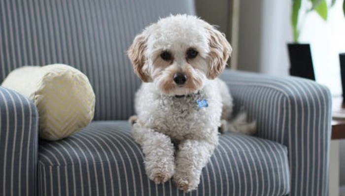 宠物,网红,never,直播带货