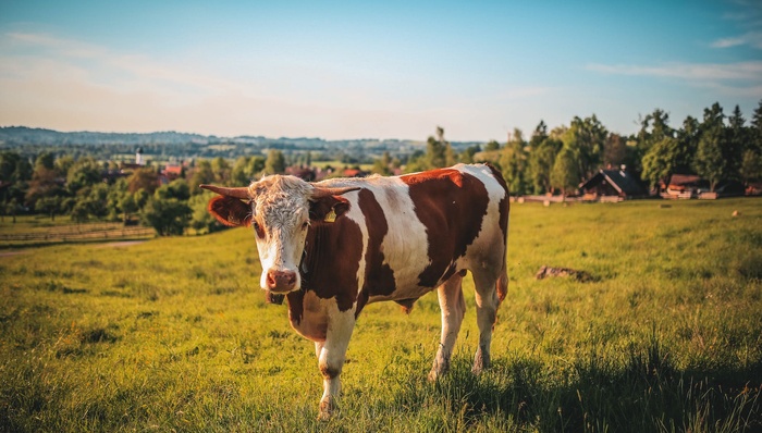牛肉,养牛,中国