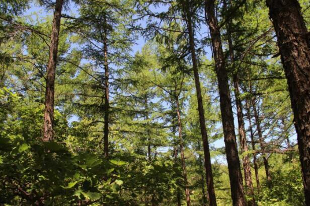 内蒙古科右前旗：绿色产业编织锦绣生活