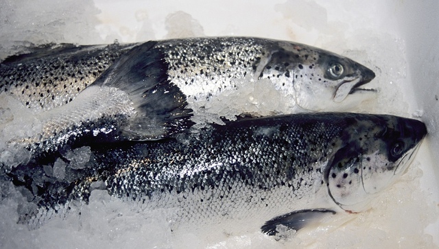 切割进口三文鱼的案板中检测到新冠病毒，意味着新冠病毒能感染三文鱼？