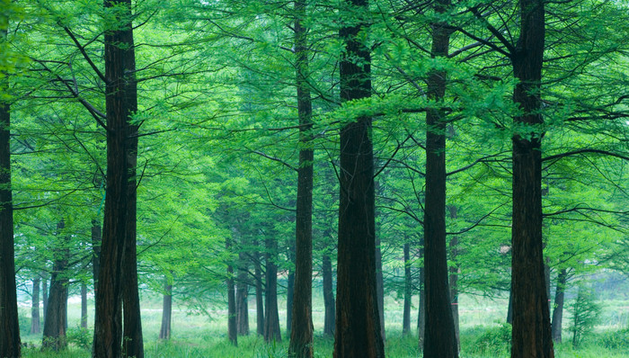 示范区，长三角，一体化发展，绿色