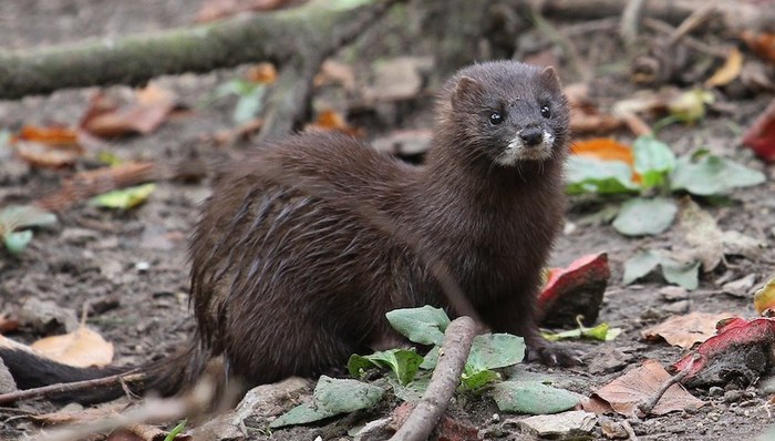 水貂,新冠,传染,扑杀,荷兰,丹麦,养殖,宠物