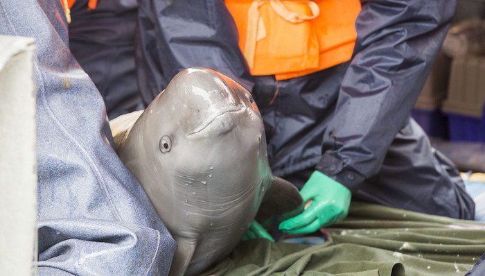国家重点保护野生动物名录拟调整，两部门公开征求意见