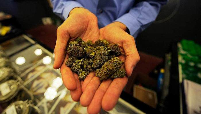 卡姆涉毒案背后暗藏辐射全国的大麻制售网络：缉毒民警亲述与毒贩博弈