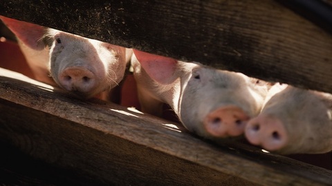 5月生猪产业发展指数回归标准区间，本轮猪周期拐点或将到来