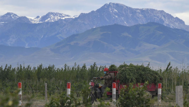 新疆：荒滩披绿 百姓致富