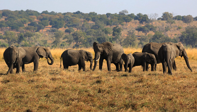 大象,病毒,死亡