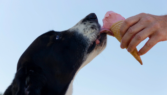 宠物经济,视频直播,吃播