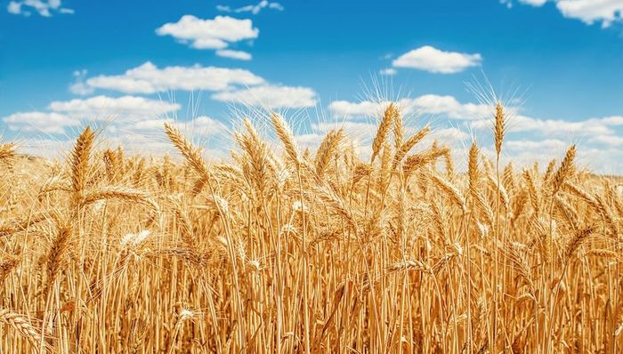 天下故事,粮食安全,联合国