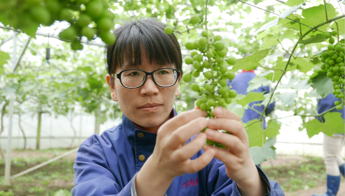 新时代奋斗者,马陆葡萄