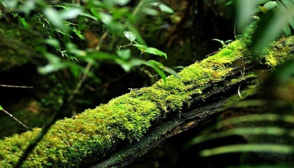 天津11个乡村入选全国乡村旅游重点村，将获优先支持