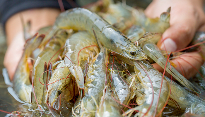 拉丁美洲,天下故事,新冠肺炎,世界贸易