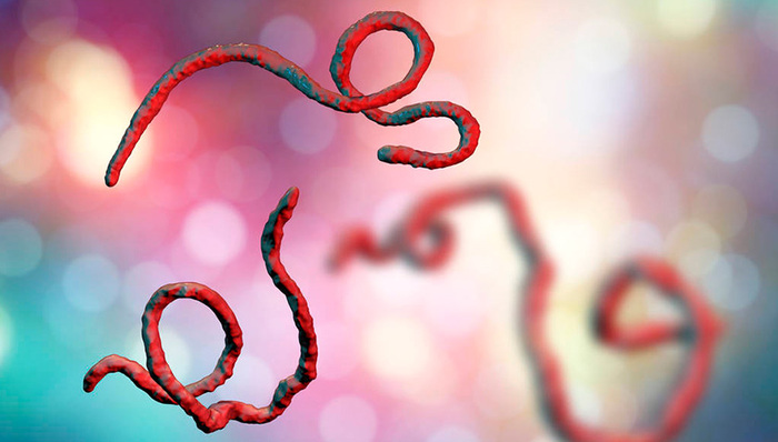 世卫组织：刚果（金）埃博拉疫情持续暴发，病例数超过此前疫情