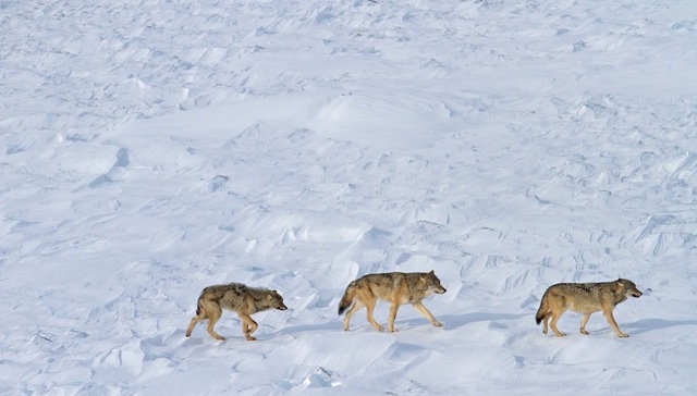 将迁徙视作人与动物的天性，仇外文化才有机会被最终打破