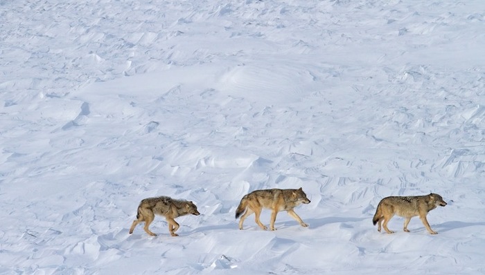 移民,动物保护,书评,科学新知