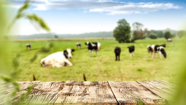 伊利蒙牛千亿规模竞赛背后：奶源争夺战进入尾声