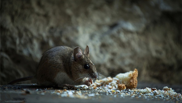 包头通报一例鼠疫死亡病例：35名接触者被隔离情况正常