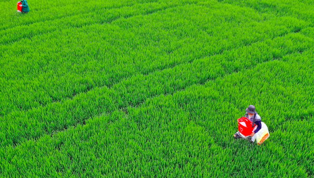 农业种植,农业种植概念,科拓生物,登海种业,隆平高科,万向德农,荃银高科,神农科技,农发种业,苏垦农