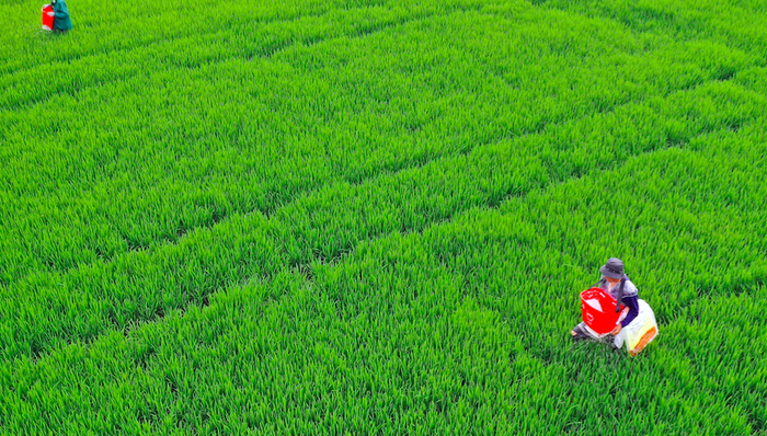 农业种植,农业种植概念,科拓生物,登海种业,隆平高科,万向德农,荃银高科,神农科技,农发种业,苏垦农