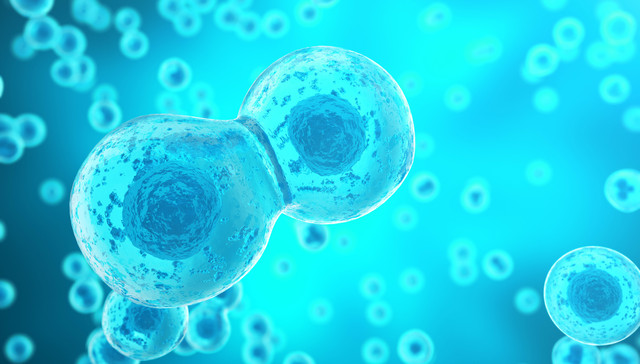 干细胞，上海一中院