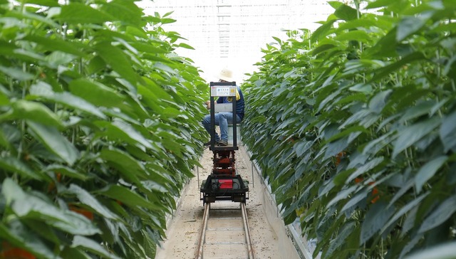 农业,投资,现代化