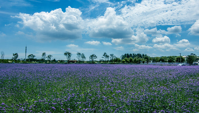 上海宝山,农村,集体经济,可支配收入