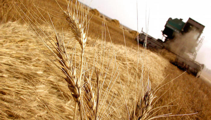粮食,安全,饥饿,粮食安全,节约
