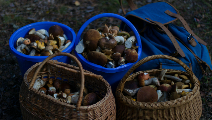 云南,美食,生活方式,菌子