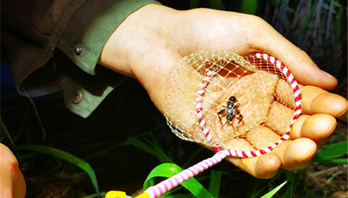 【深度】“寻将”宁阳：11万元天价蛐蛐是怎么炼成的？