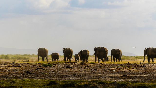 字节跳动,TikTok,禁令,网红经济