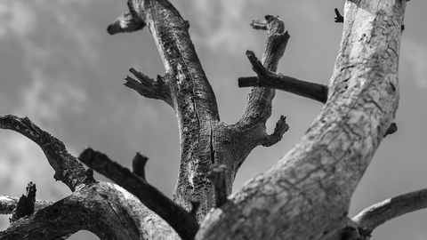 半年狂亏270亿赶超乐视，总资产4年缩水10倍，西水股份遭到监管火速问询