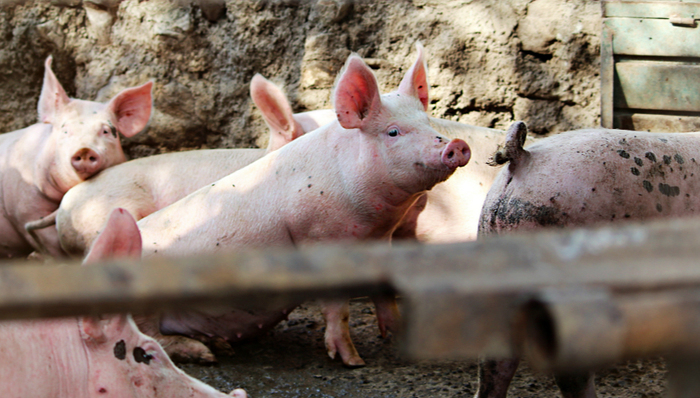 猪肉,价格,猪周期