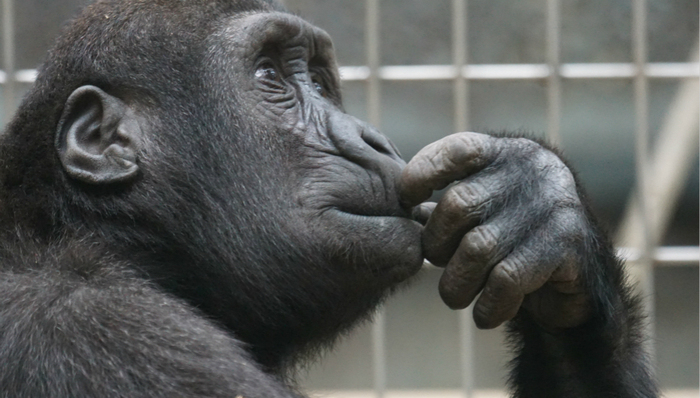分众传媒,中报,业绩,江南春