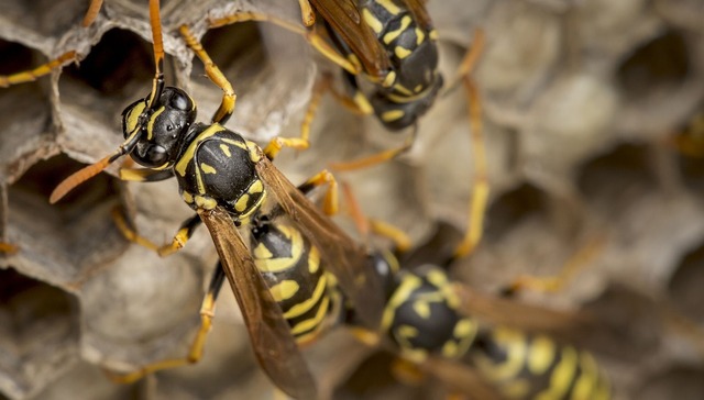 蜜蜂,农业,科技