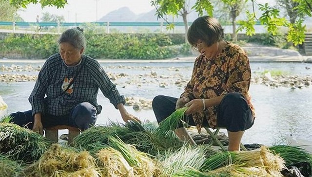 东西部协作助力贵州遵义扶贫：湄潭香葱进上海，永和蚕桑获新生 | 走向小康社会