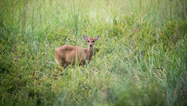 WWF报告：野生动物种群46年间减少68%，22%热带植物有灭绝风险