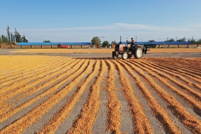 路易达孚：今年全球玉米供应充足，中国进口量预计增加