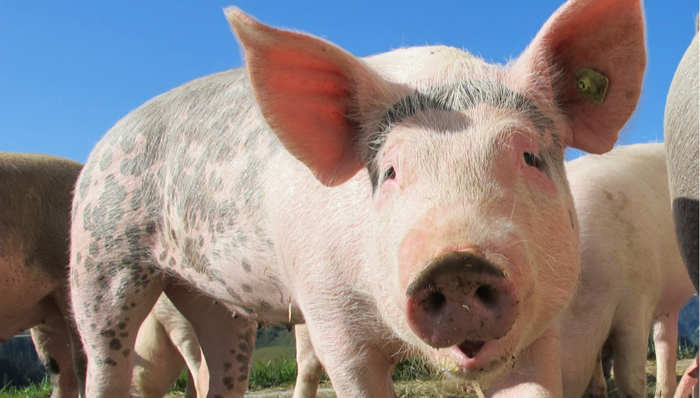 猪周期,猪肉,价格