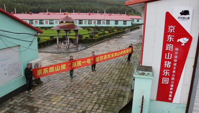 山林养出“跑山猪”：京东搞起“猪经济”