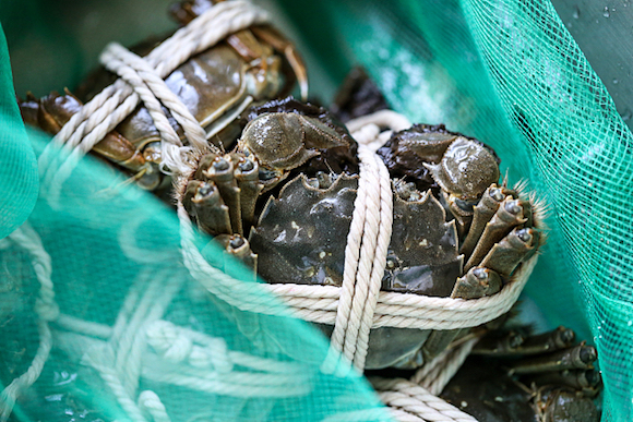 美食,消费,大闸蟹