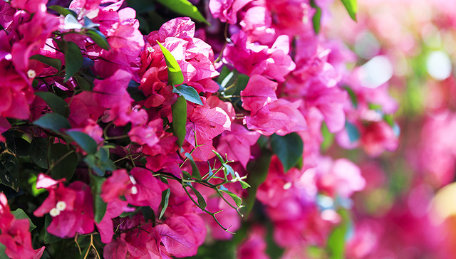 何言：百花争艳绚中原