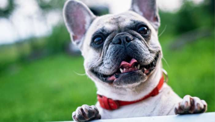 宠物经济,宠物电商,波奇,IPO