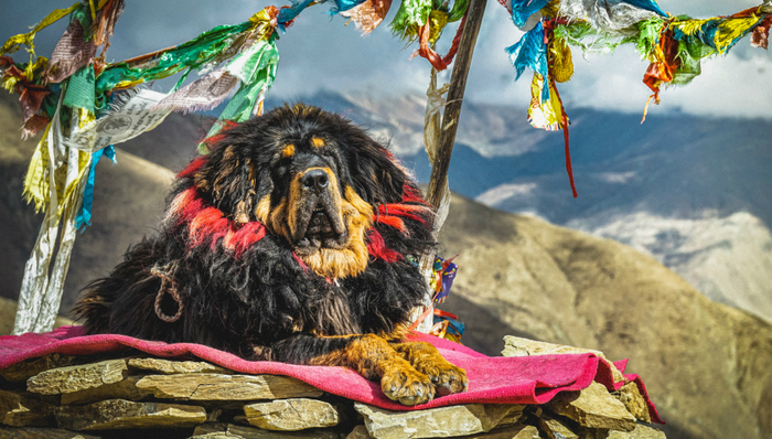 藏獒,泡沫,资本